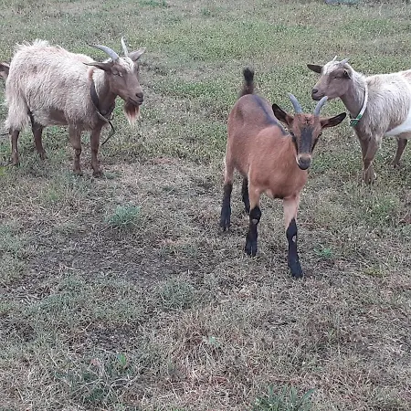 Farm stay Enjoy Sunset Colle Massari